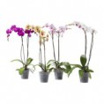 /album/plantas/phalaenopsis-jpg/